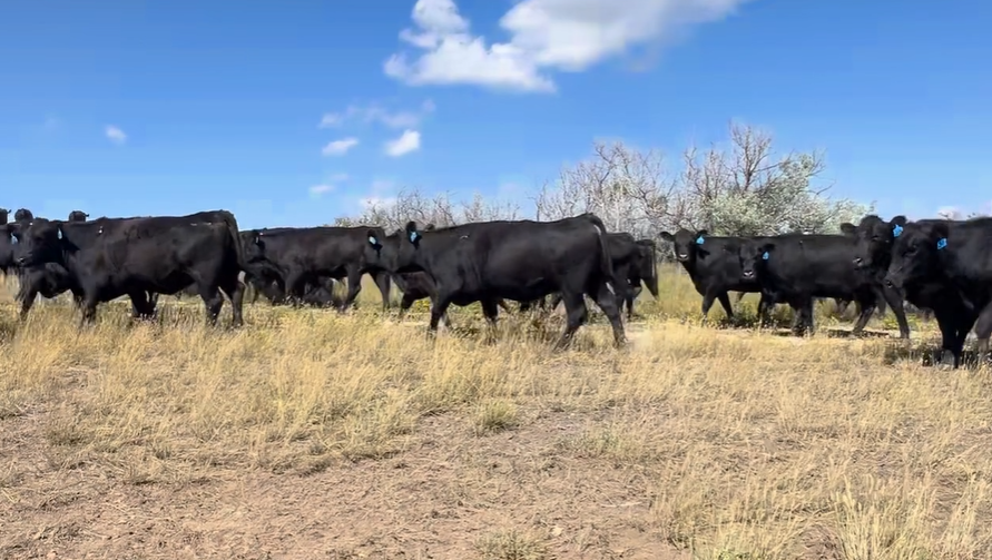 51 head of black bred heifers BH822A5